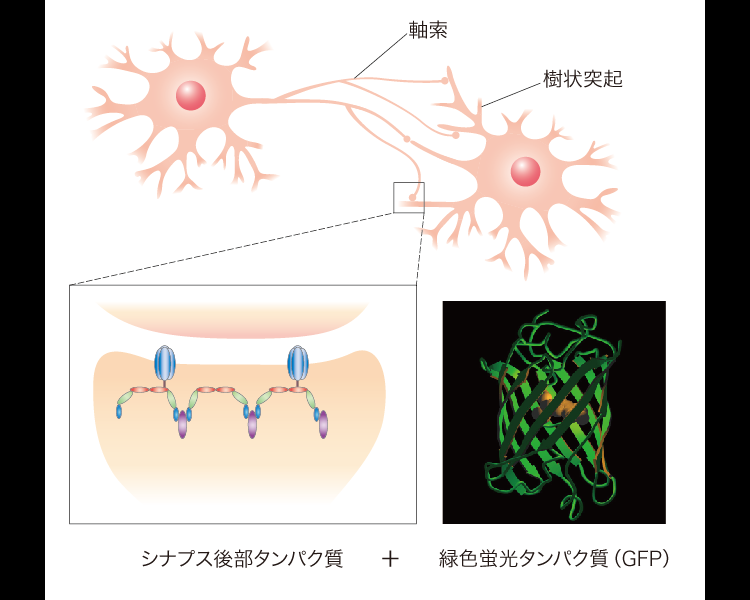 シナプス後部タンパク質と緑色蛍光タンパク質（GFP）